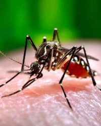 Desinsectación Dengue y Zika